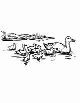 Duck Coloring Pages Free Printable PDF sketch template