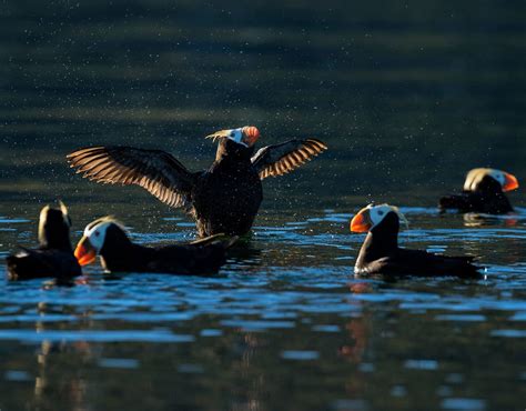 Kodiak Wildlife Viewing | Kodiak Wildlife Cruises | Galley Gourmet