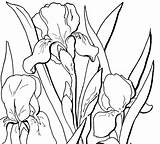 Iris Coloring Pages sketch template