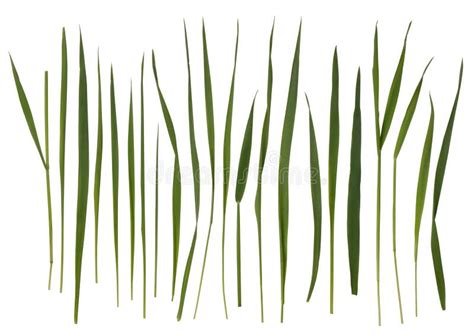 Blade Of Grass Texture