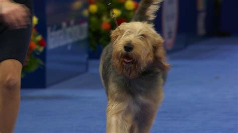 Otterhound, 2023 National Dog Show, Hound Group - NBC Sports