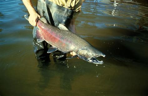 Chinook Salmon, catch of Fish, fisherman, vertebrate, chinook, catching ...