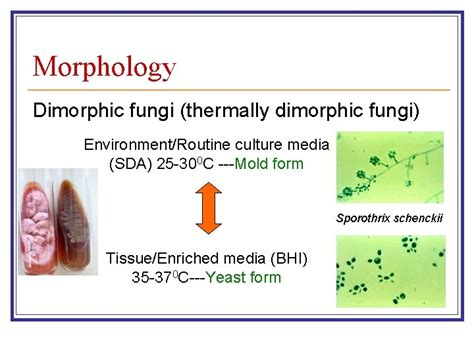 Kingdom Fungi Introduction Prof Khaled AbuElteen Objectives Introduction