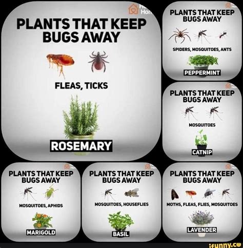 PLANTS THAT KEEP PLANTS THAT KEEP BUGS AWAY SPIDERS, MOSQUITOES, ANTS ...