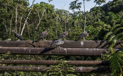 As Oil Companies Dig Into Yasuní National Park, Ecuadorians Are ...