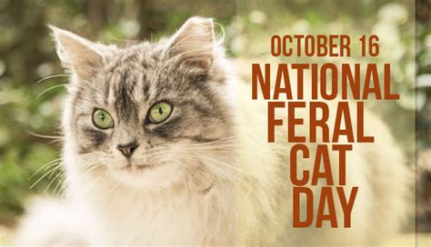 This National Feral Cat Day Marks an Evolution of the Cat Revolution - Petcha