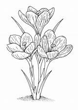 Vintage Crocus Coloring Page For Free  Flower coloring Pages sketch template