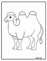 Free Camel Coloring Pages PDF Printables  Simply Love sketch template