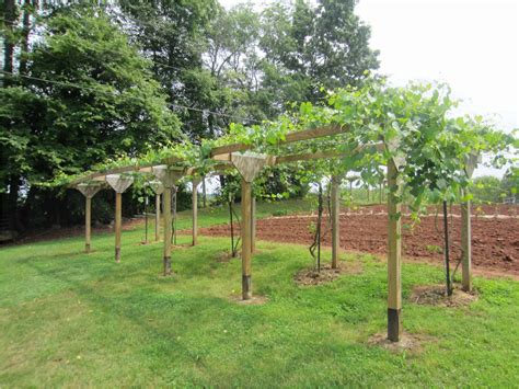 21 Stylish Pergola Vs Arbor Vs Trellis | DIY Trellis Ideas and projects | Grape trellis, Grape ...