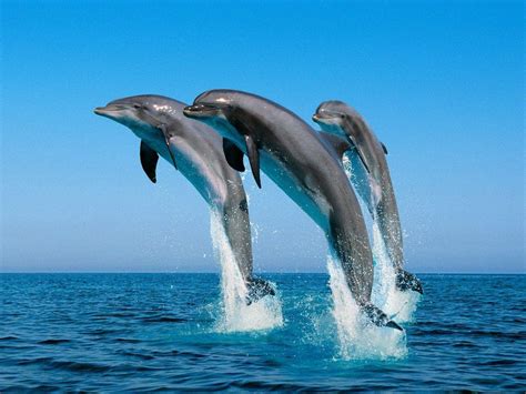 Dolphin Desktop Wallpapers - Top Free Dolphin Desktop Backgrounds ...