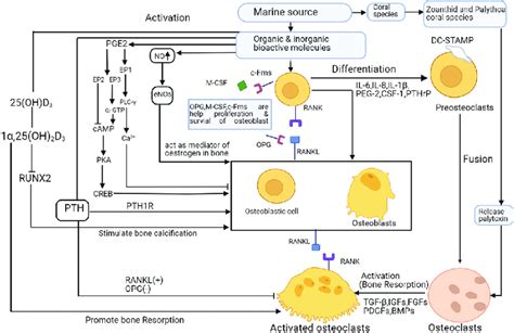 Molecular mechanism of bone regeneration. | Download Scientific Diagram