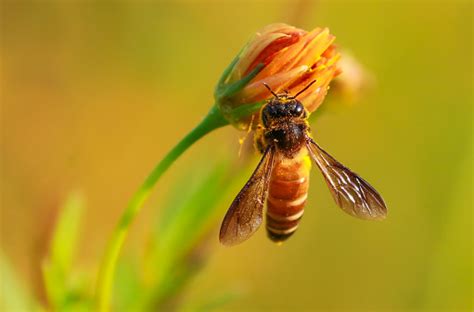 Honey Bee Macro Photography Stock Photo - Download Image Now - iStock