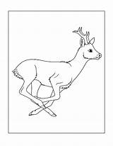 Deer Coloring Pages – Printable FREE sketch template