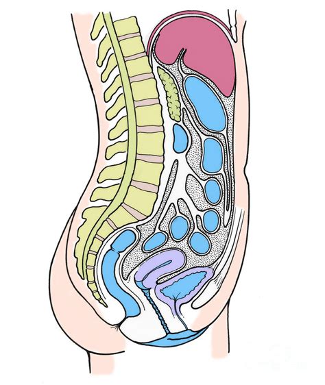 Female External Anatomy Diagram