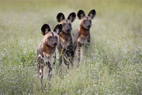 A new lease of life for wild dogs | Malawi Tourism