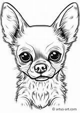 Chihuahua Coloring Page » Free Download Artus Art sketch template