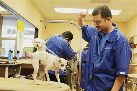 happyhazel: How to be a Top Dog with #PetSmartGrooming!