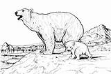 Free Polar Bear Coloring Pages Pdf  Coloringfoldercom sketch template