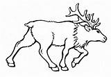 Elk Head Coloring Pages sketch template