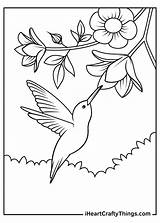 Nature Coloring Pages For Adults Hummingbirds sketch template