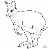 Australian Animals Coloring Pages sketch template
