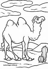 Kamelen Kamele Ausmalbilder Karavaan Caravane Carovana Colorare Fun  sketch template