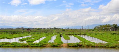 Floating gardens, Inle Lake | The lake is filled with garden… | Flickr