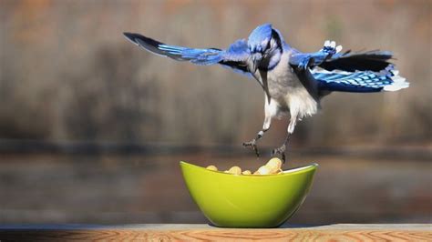 Blue Jay Foods: What Do Blue Jays Eat?