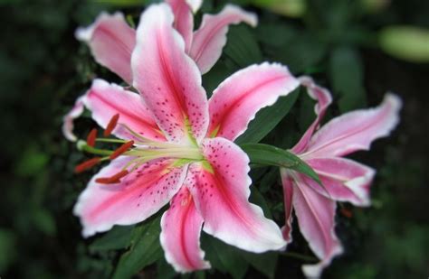 Lily Flower Meaning and Symbolism - MORFLORA