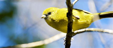 Hawaiian honeycreepers on the verge of collapse | THE WILDLIFE SOCIETY