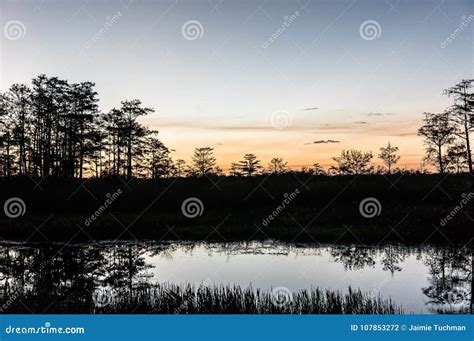 Sunset Silhouette in the Cypress Swamp Stock Photo - Image of evening, foliage: 107853272