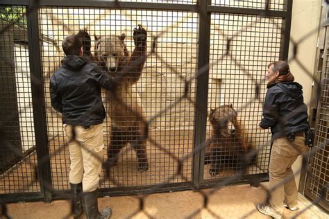 Akron Zoo keeps the animals fed and healthy - cleveland.com