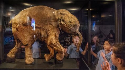 Meet Lyuba, the baby mammoth who came from the cold | IWOFR