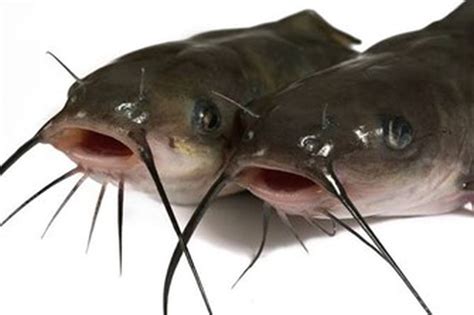 A new catfish species named 'Exostoma Dhritiae' was recently discovered ...