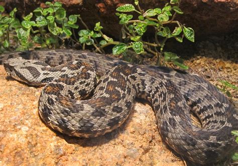 Edit free photo of Snake,endangered,ocellated mountain viper,coiled,venomous - needpix.com