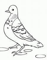 Free Dove Coloring Page  Home sketch template