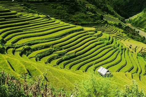 Free photo: Rice Terraces, Rice Fields - Free Image on Pixabay - 276017