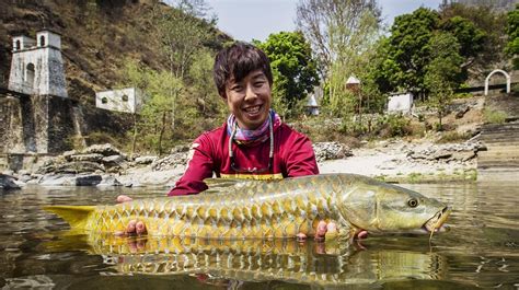 Golden Mahseer, Himalayan Golden Mahseer, Freshwater Fish Golden Mahseer