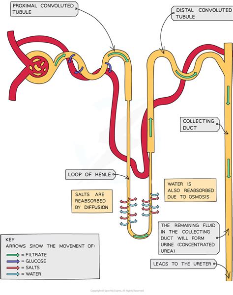 Reabsorption of Water | Edexcel IGCSE Biology Revision Notes 2019