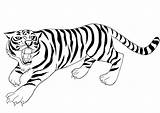 51 Desenhos De Tigre Para Colorir  ColoringPagesOnlycom sketch template