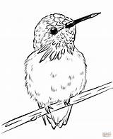 Coloring Hummingbird Printable Adult Sheets Hummingbirds Birds  sketch template