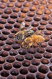 USDA Map of Africanized Honey Bee Spread Updated : USDA ARS