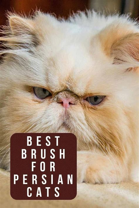 Best brush for Persian cats - Grooming products reviewed by TheHappyCateSite.com #catsite # ...