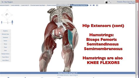 Muscles of The Hip Joint II Posterior Extensors - YouTube