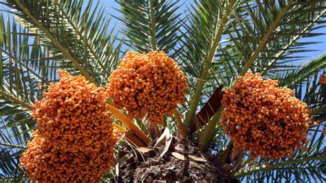 How to Plant, Grow, and Care for Date Palm Trees