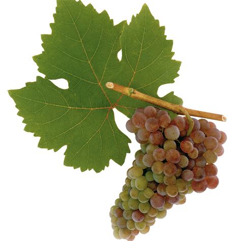 Grape Varieties | Austrian Wine