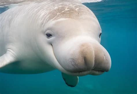 Beluga Whale Diet: A Deep Dive into Their Diverse Menu | Hypo Calorie