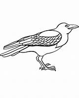 Crow Coloring Pages To Download And Print For Free sketch template