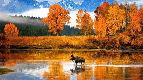 Moose in the Snake River (Grand Teton National Park) - backiee