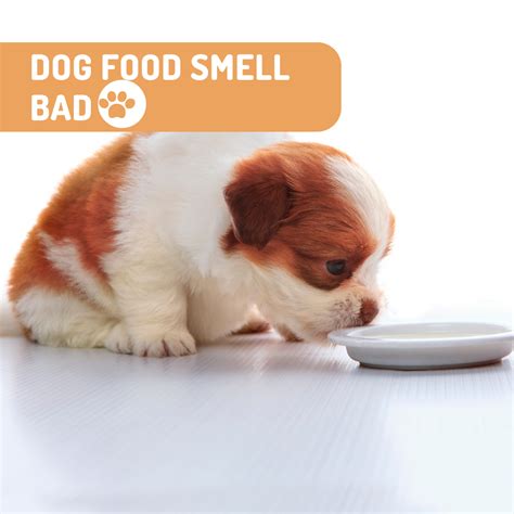 Why Does Dog Food Smell Bad? Unveiling the Culprits and Solutions - Petco Dog Care